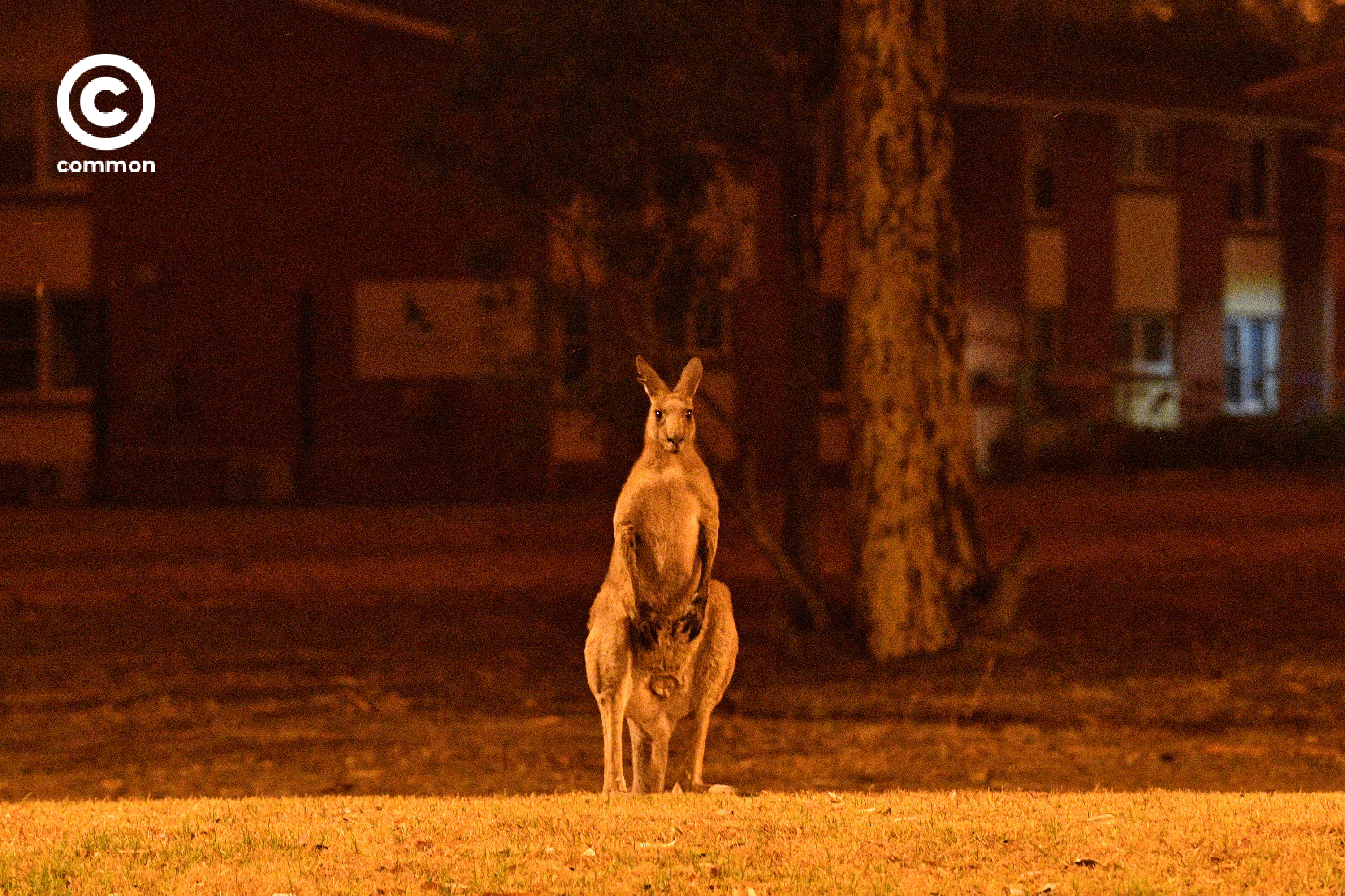 ิีbushfire australia 