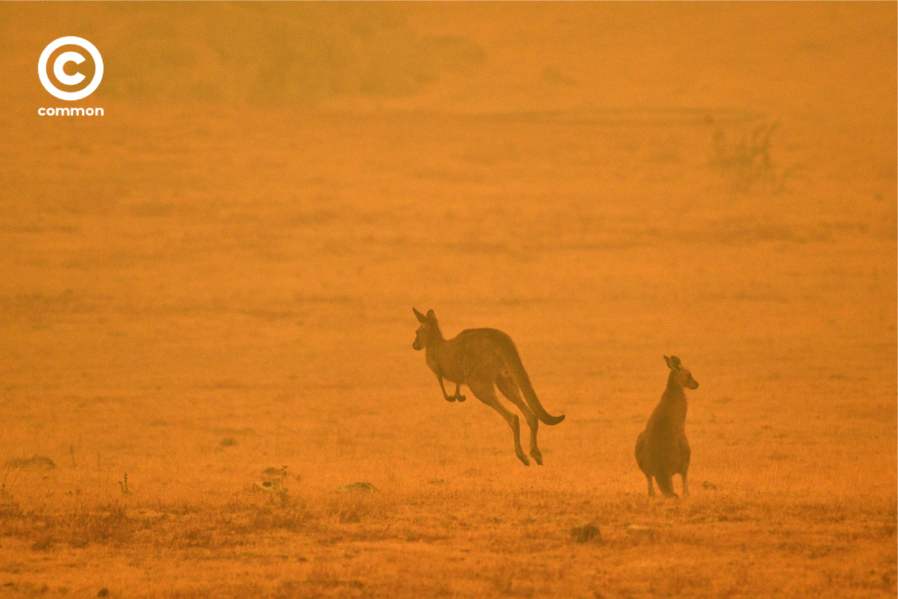 ิีbushfire australia 6
