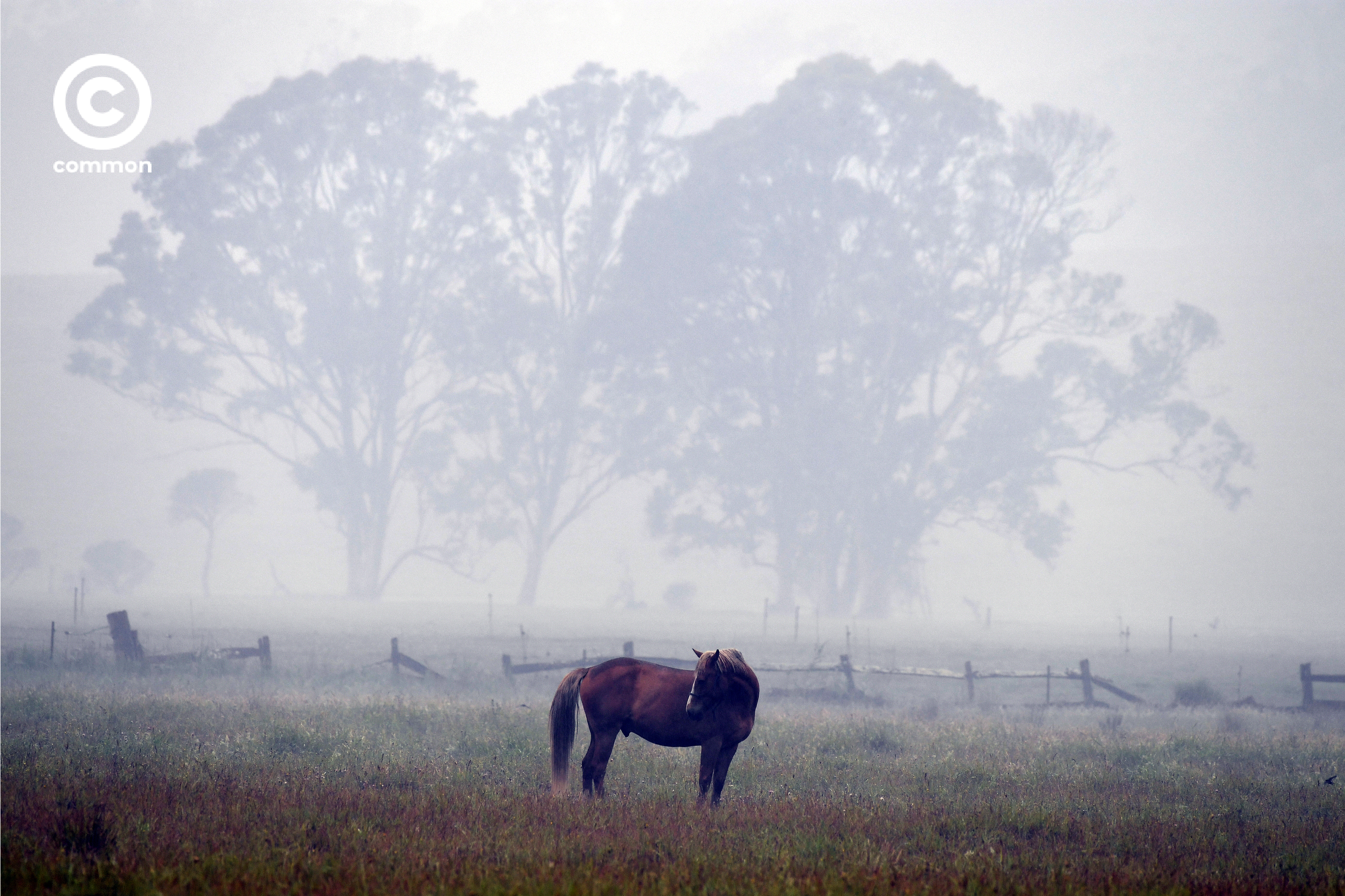 ิีbushfire australia 
