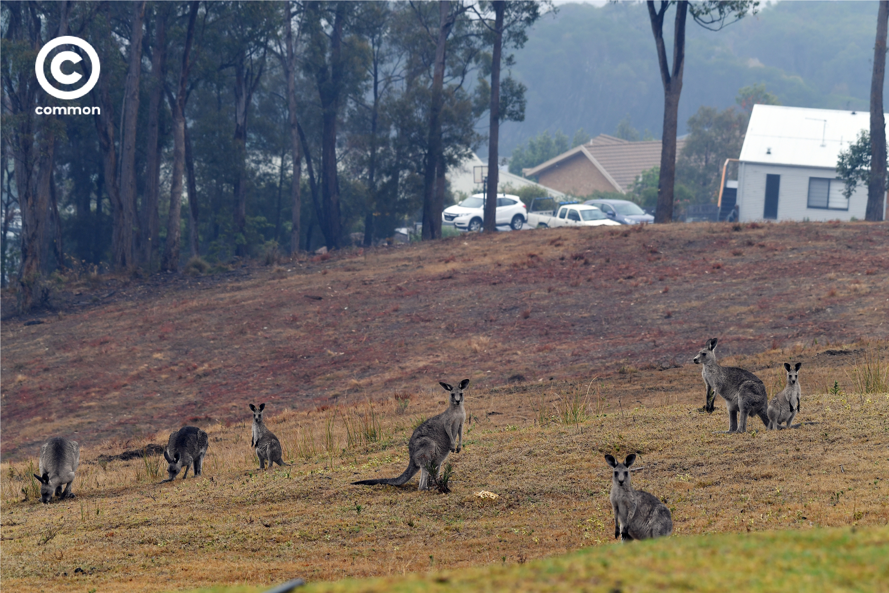 ิีbushfire australia 