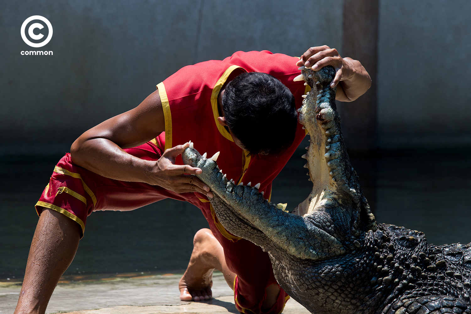 #photoessay #COVID19 #การแสดงโชว์จระเข้ #WORLD #becommon