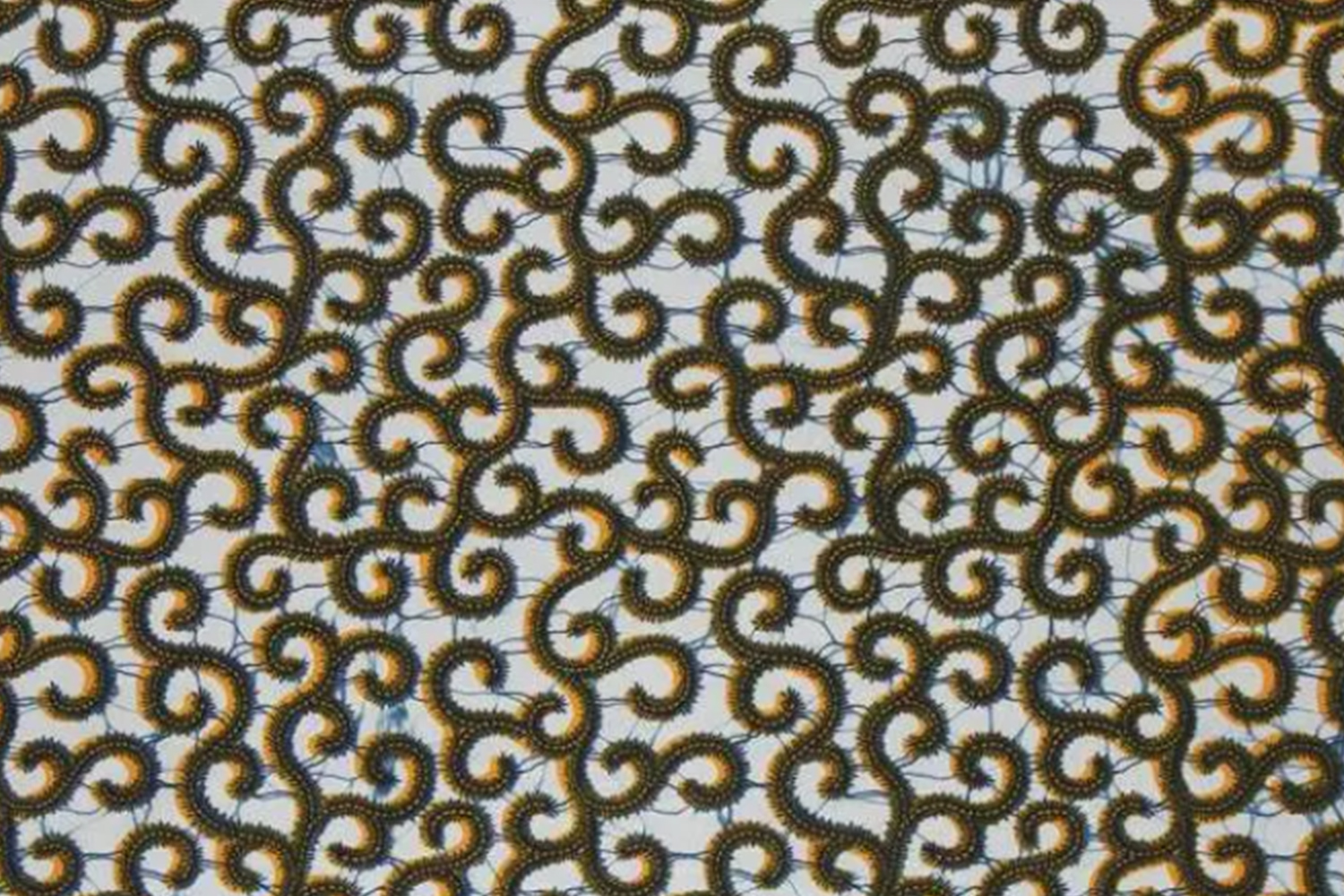 African Wax Print