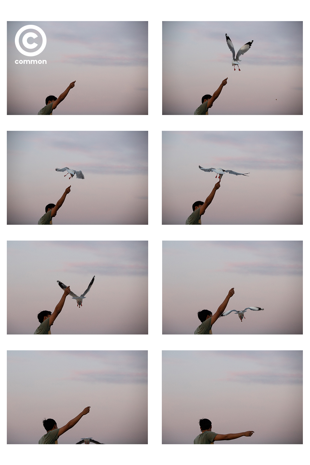 #becommon #photoessay #นกนางนวล