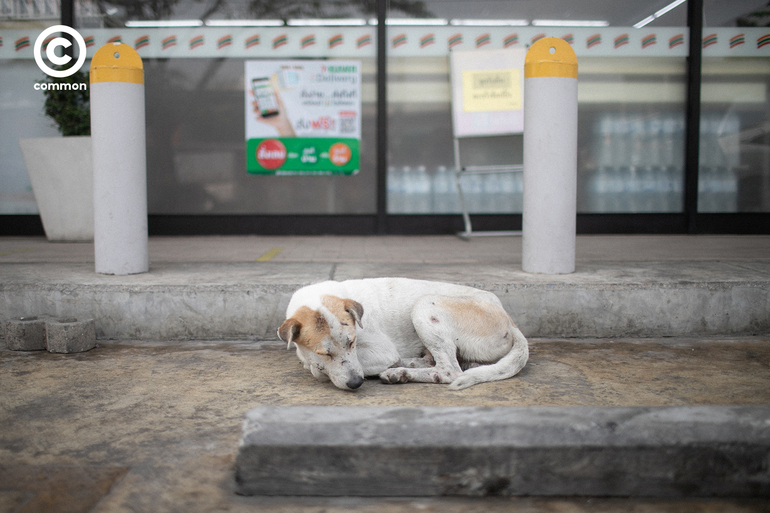 #PHOTOESSAY #หมาหน้าเซเว่น #becommon