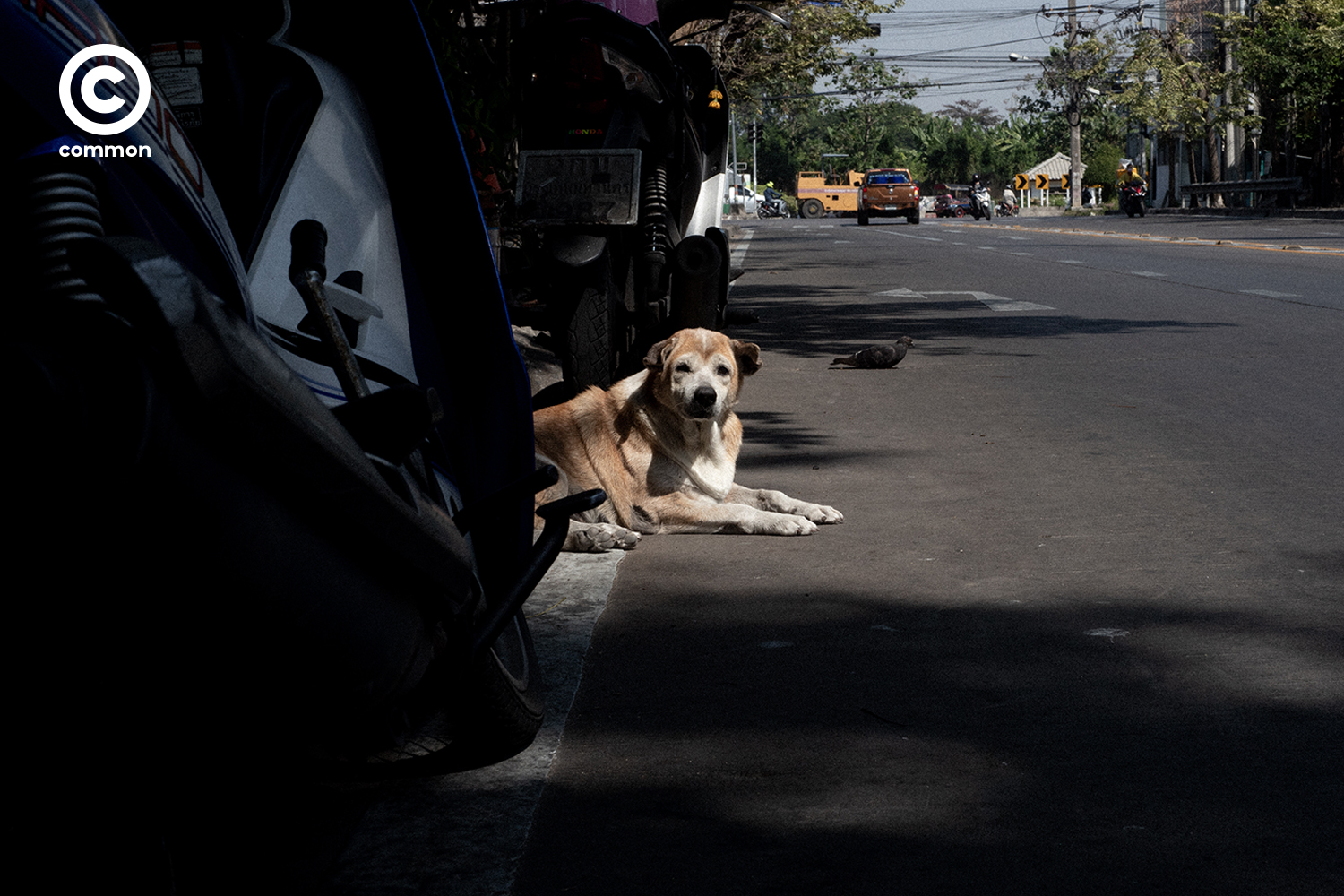 #PHOTOESSAY #สุนัข #อากาศหนาว #becommon