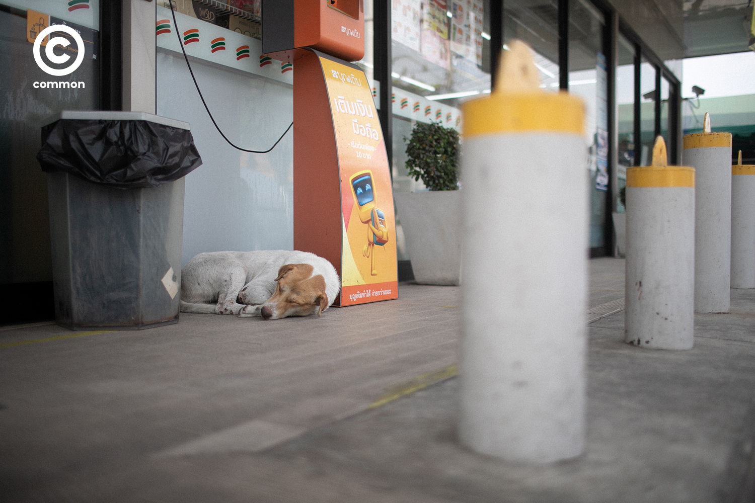 #PHOTOESSAY #หมาหน้าเซเว่น #becommon