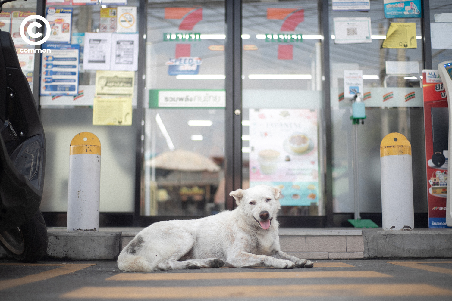 #PHOTOESSAY #หมาหน้าเซเว่น #becommon