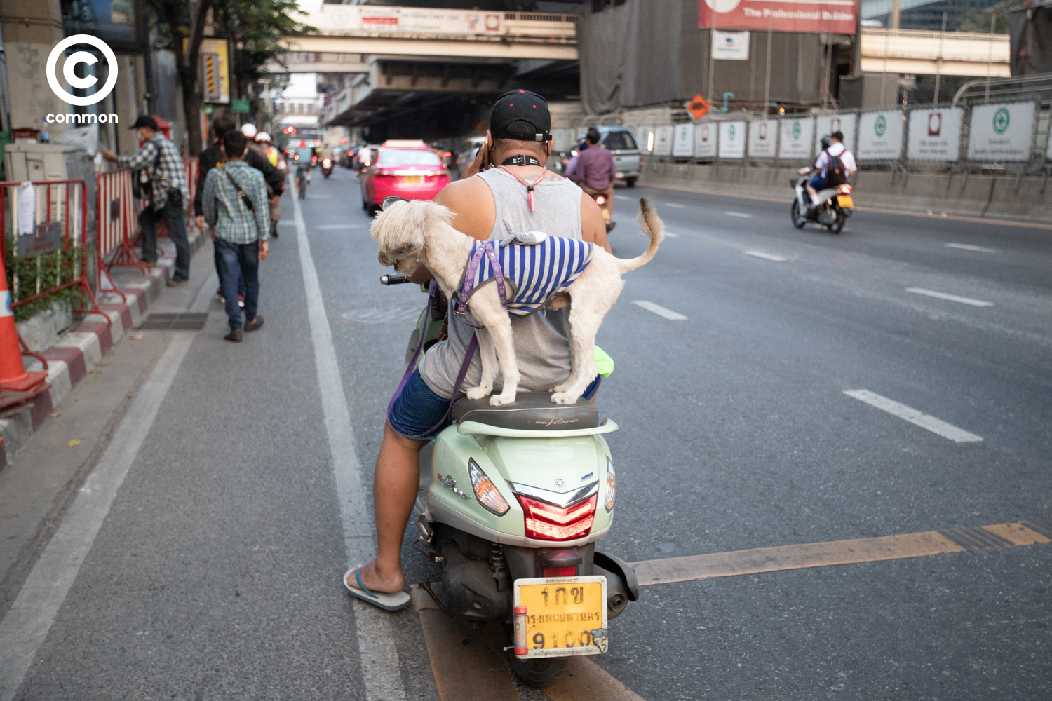 #PHOTOESSAY #สุนัข #becommon