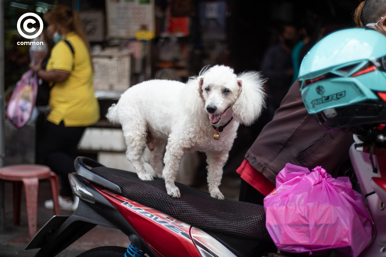 #PHOTOESSAY #สุนัข #becommon