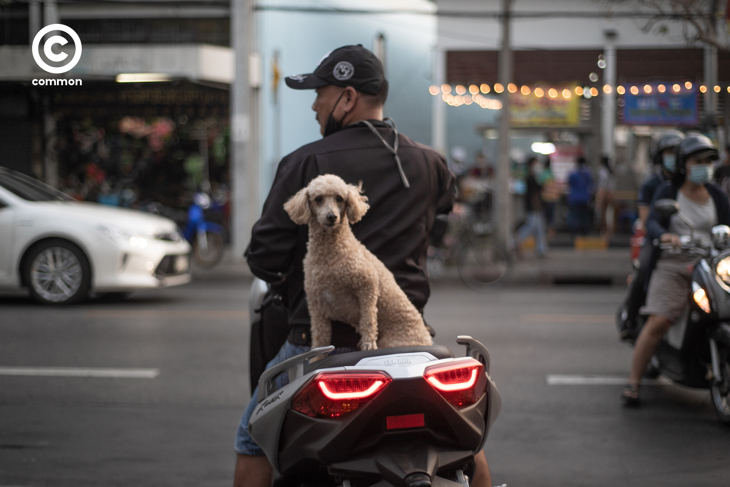 #PHOTOESSAY #สุนัข #becommon