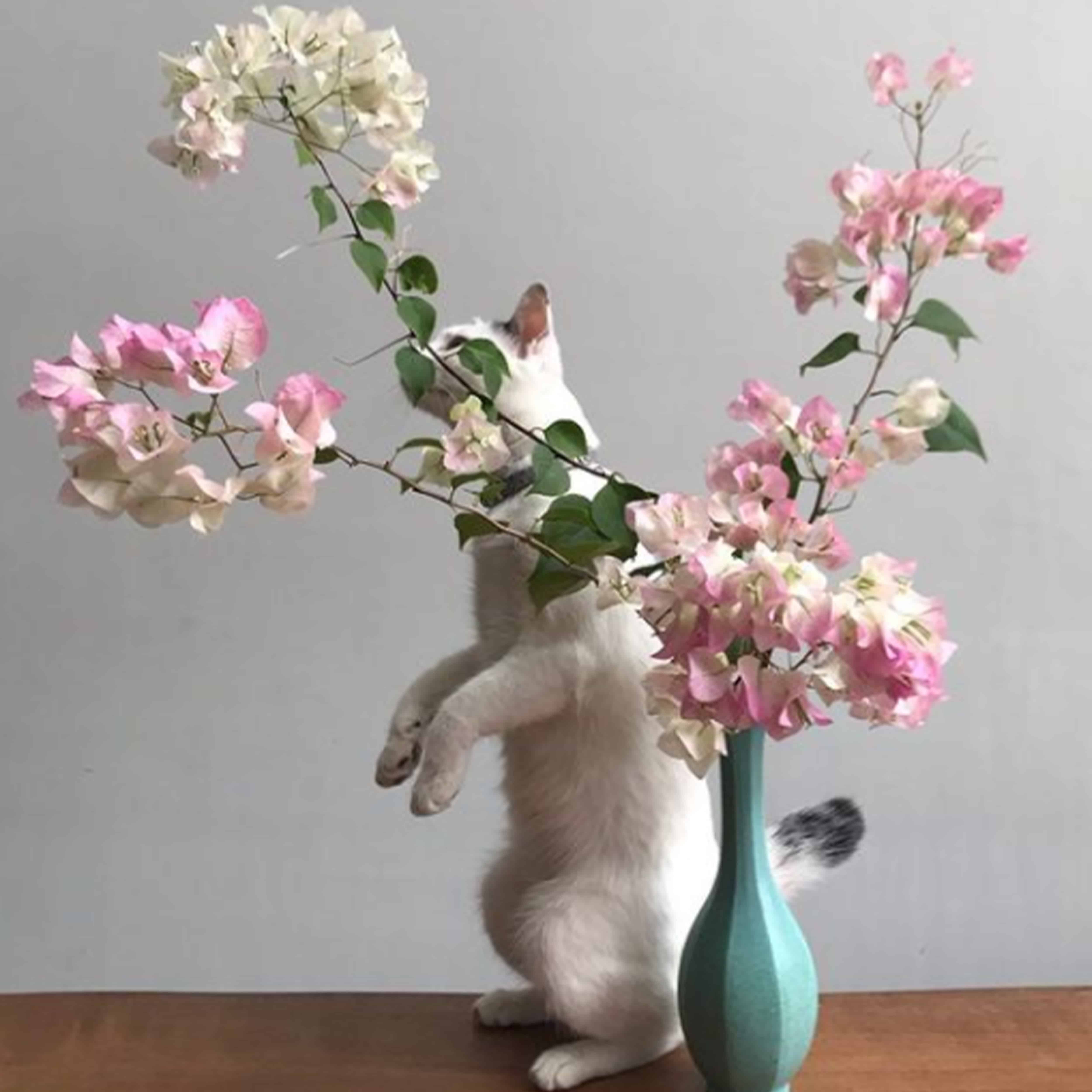 FloweringMind