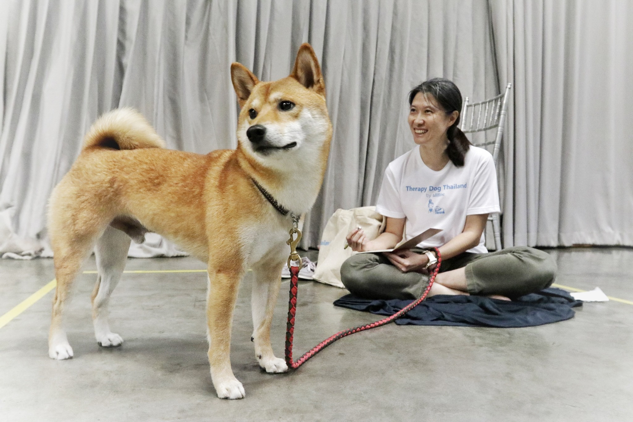 therapy dog