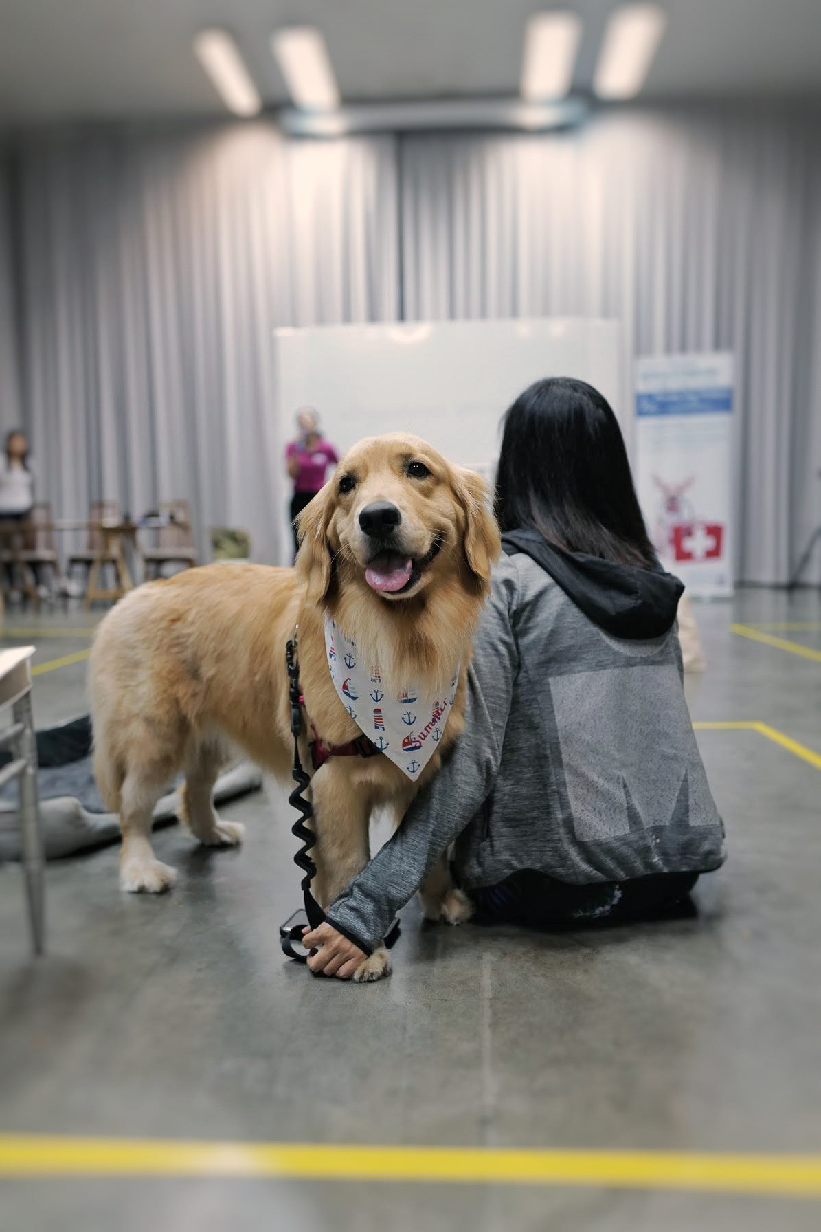 therapy dog