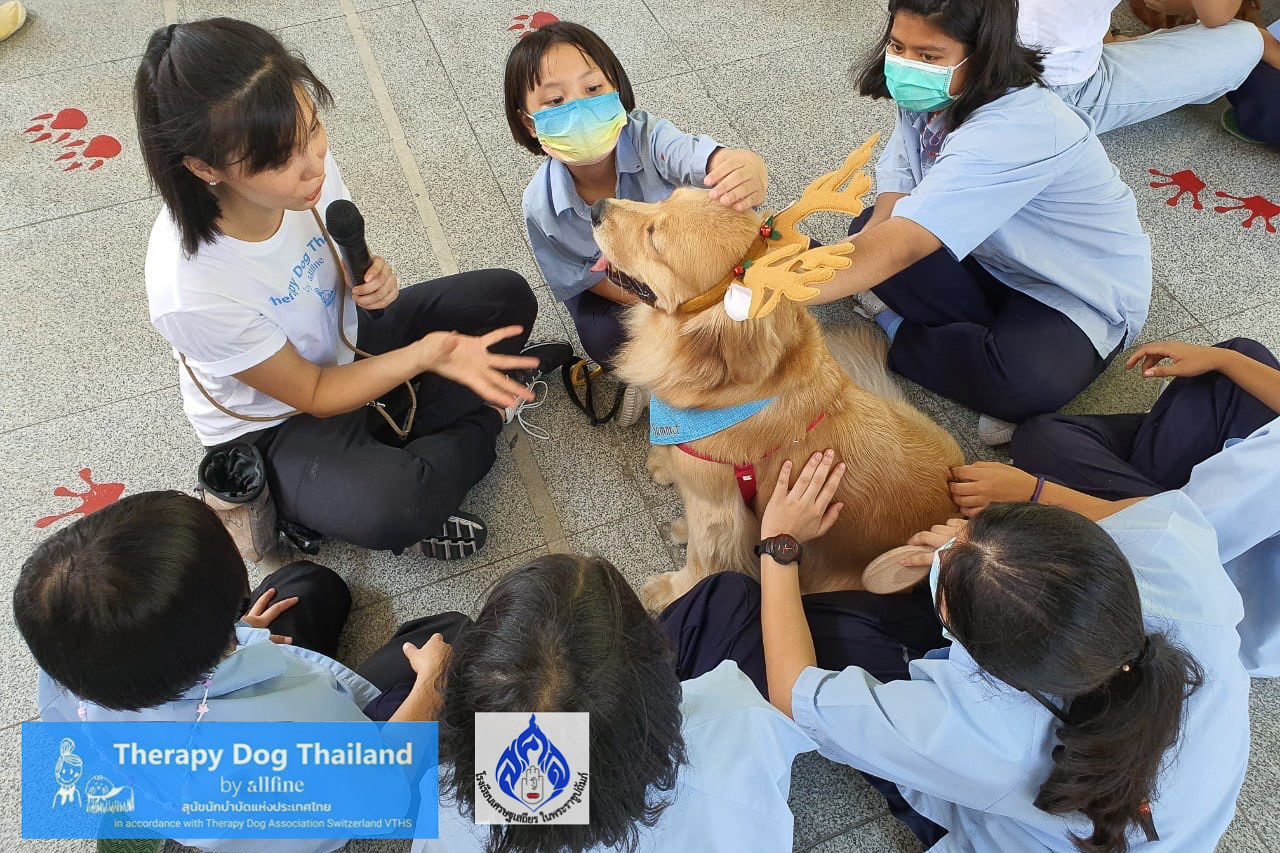 therapy dog