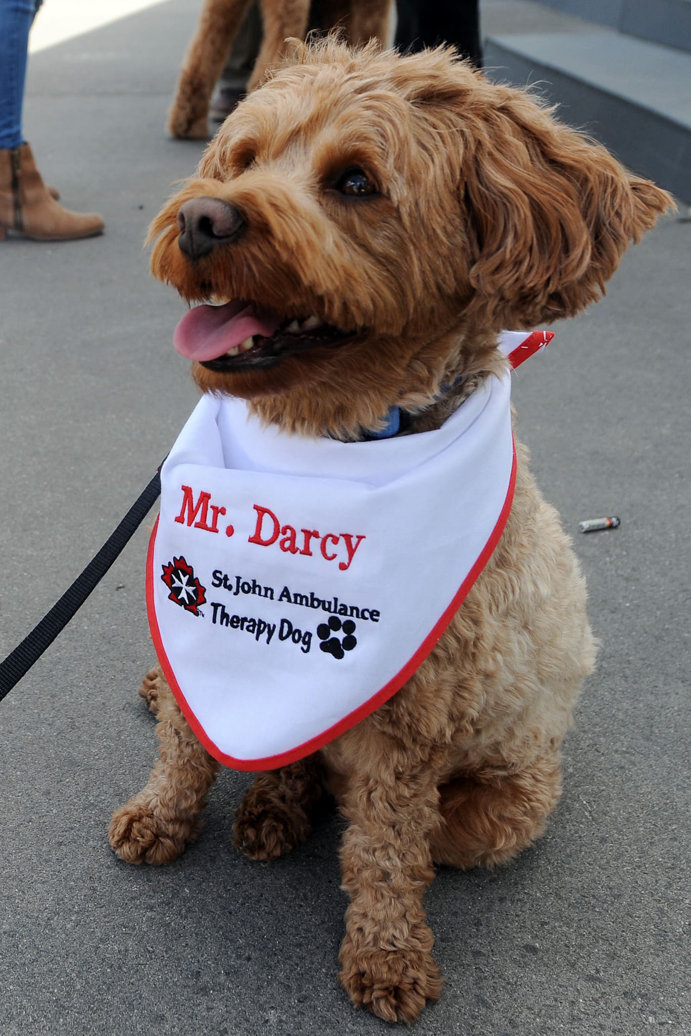 therapy dog