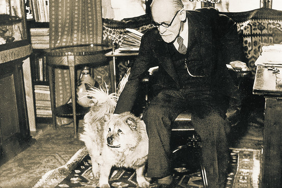 therapy dog