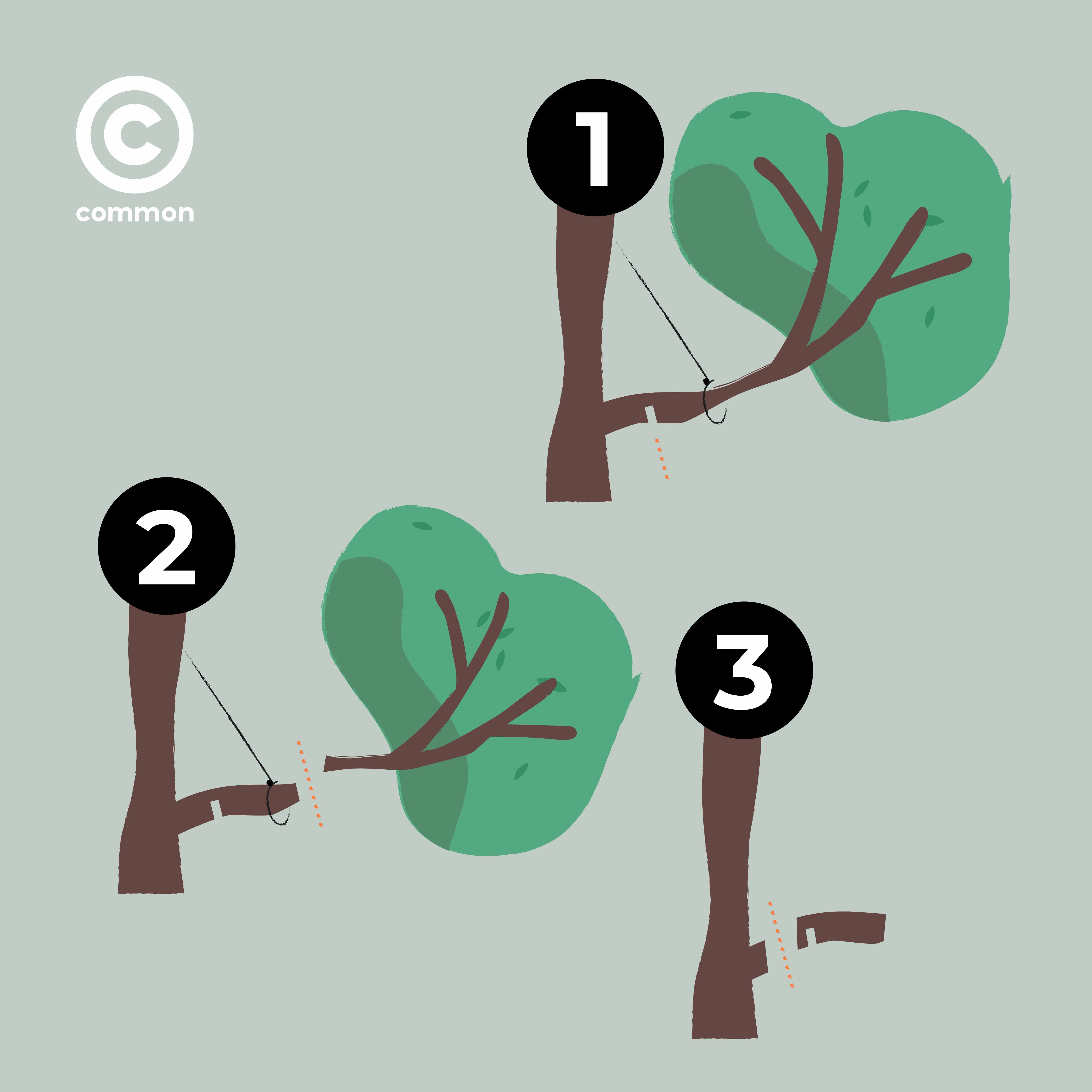 Tree Pruning
