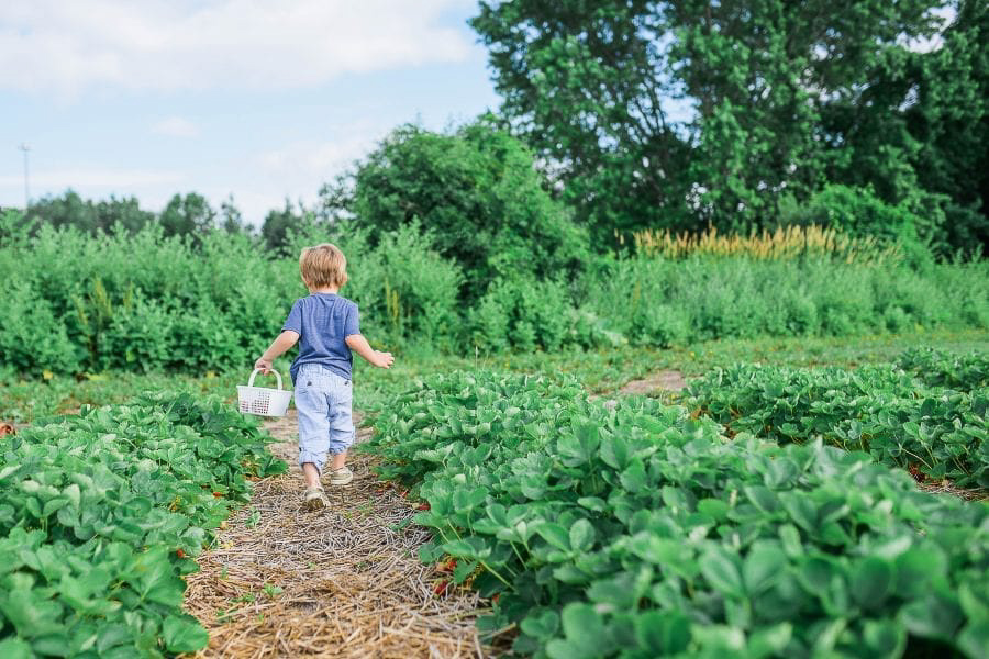 green curriculum