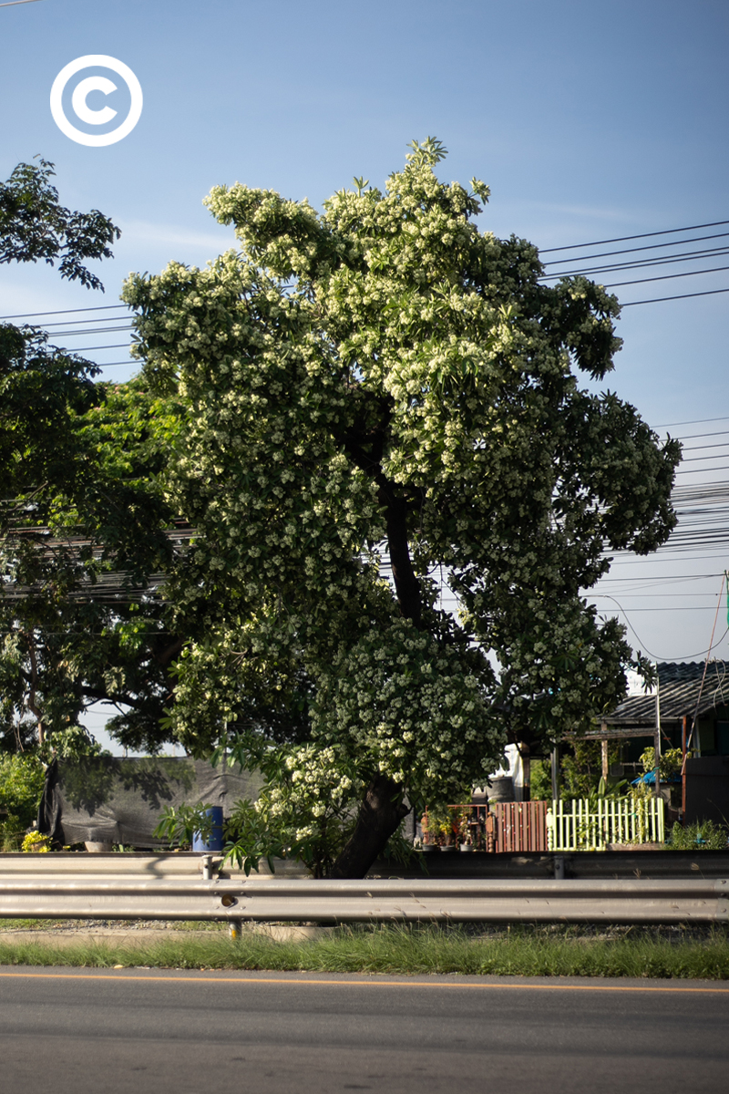 #PHOTOESSAY #becommon #ต้นตีนเป็ด #พญาสัตบรรณ