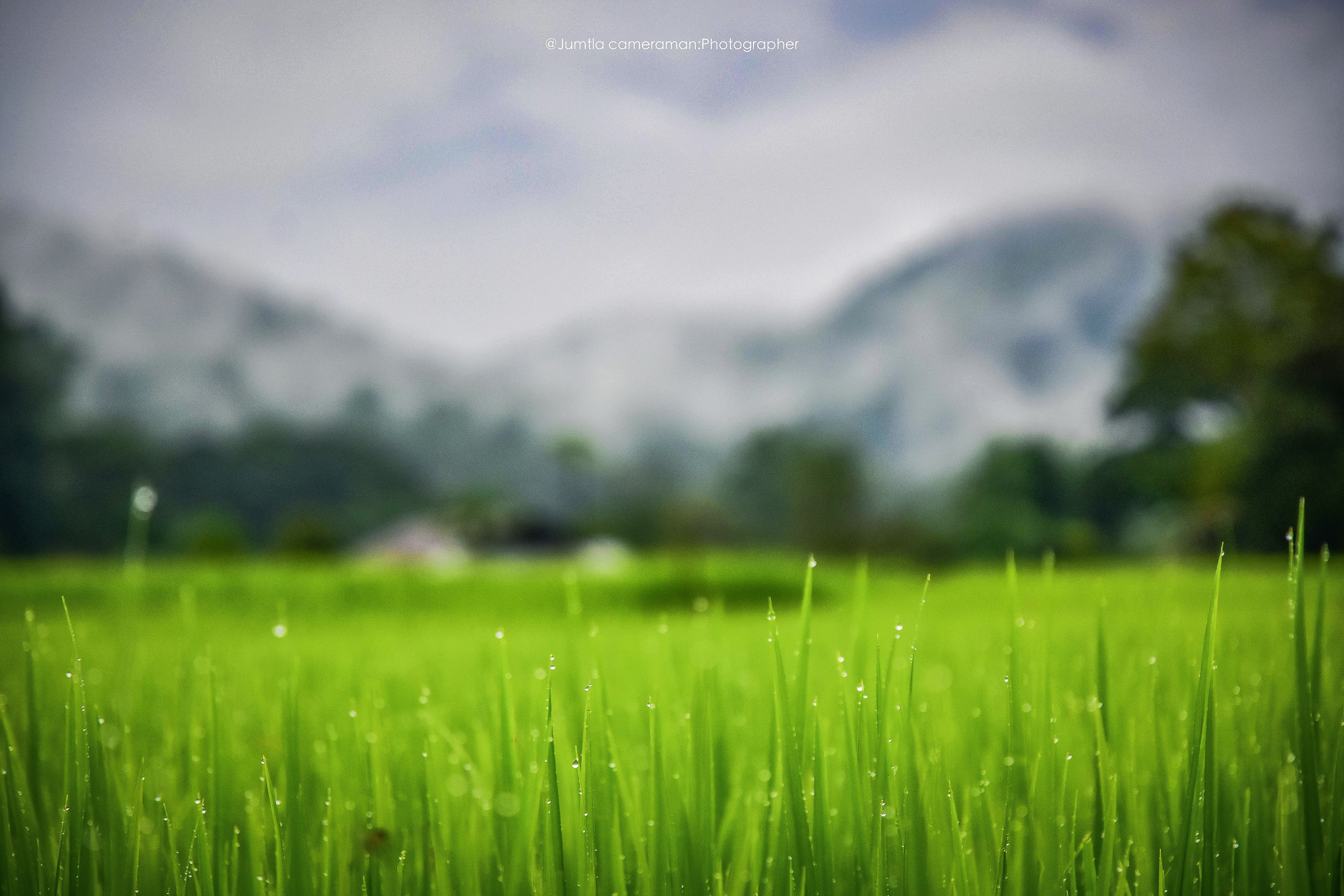 carry campiness