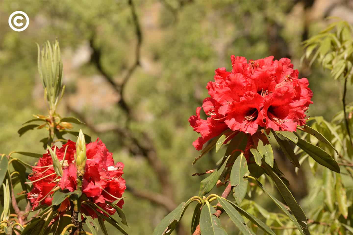 Dharamshala