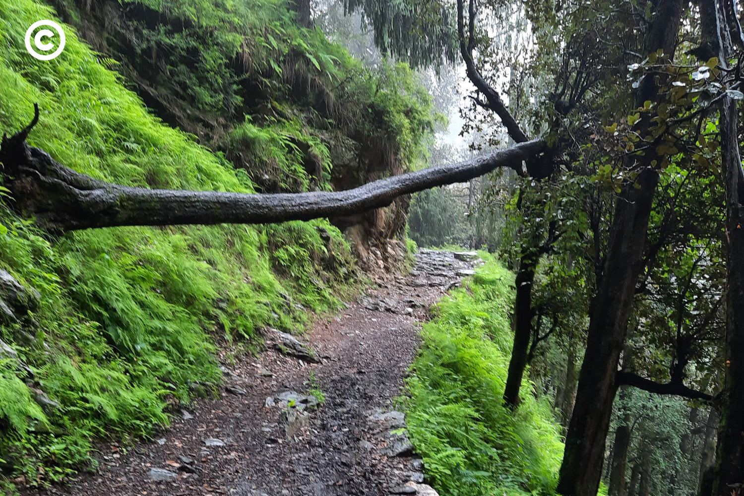 Barot
