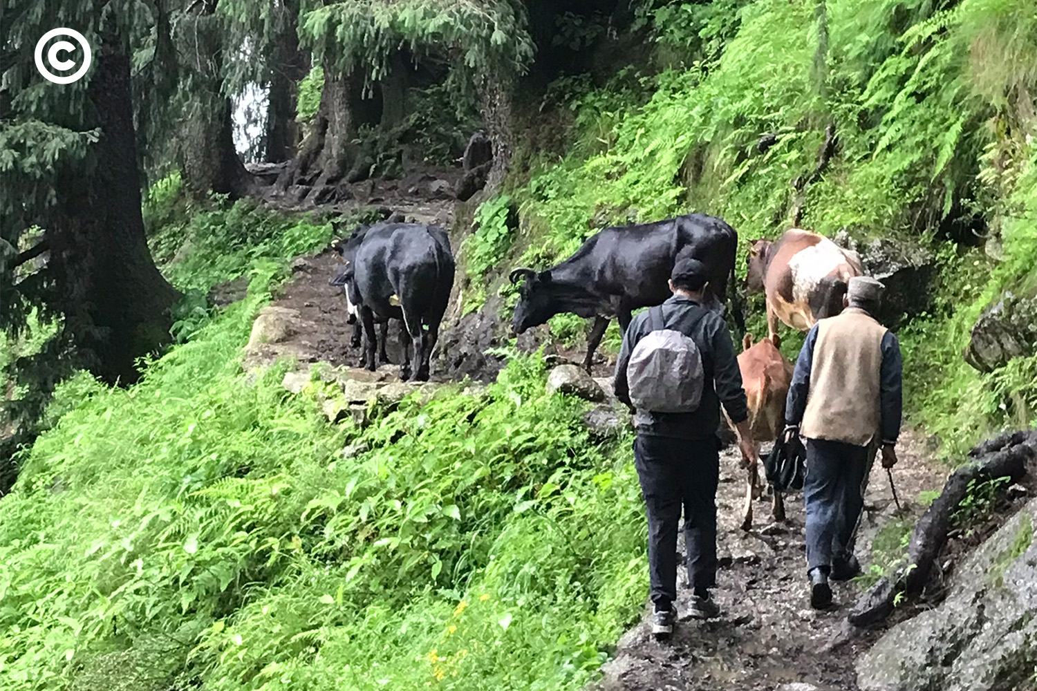 Barot