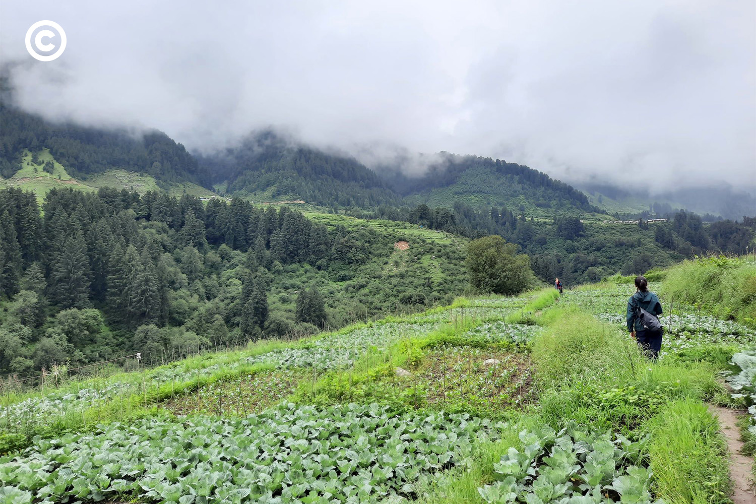 Barot