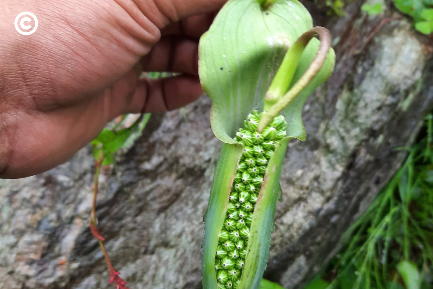 Barot