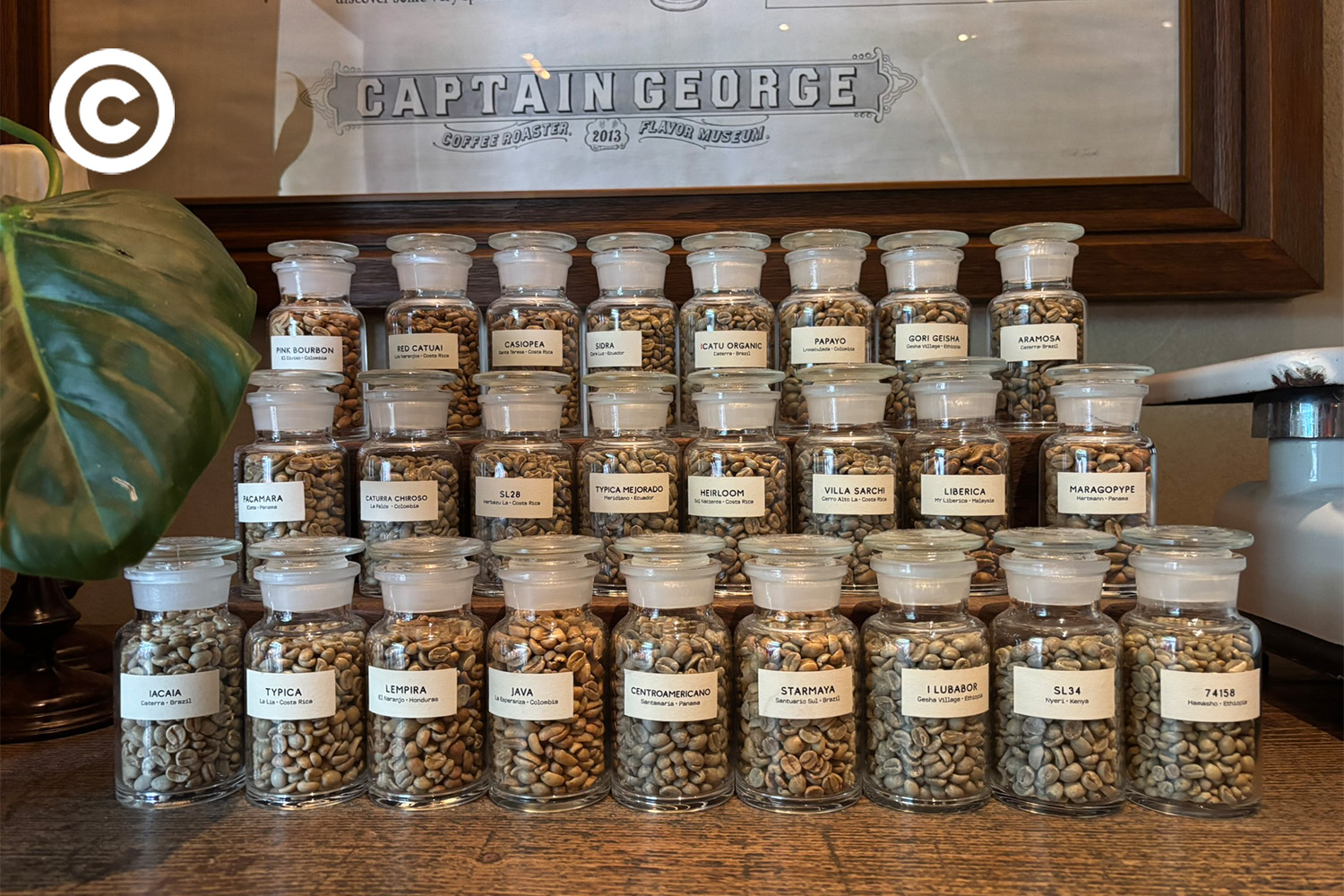 shanghai cafe