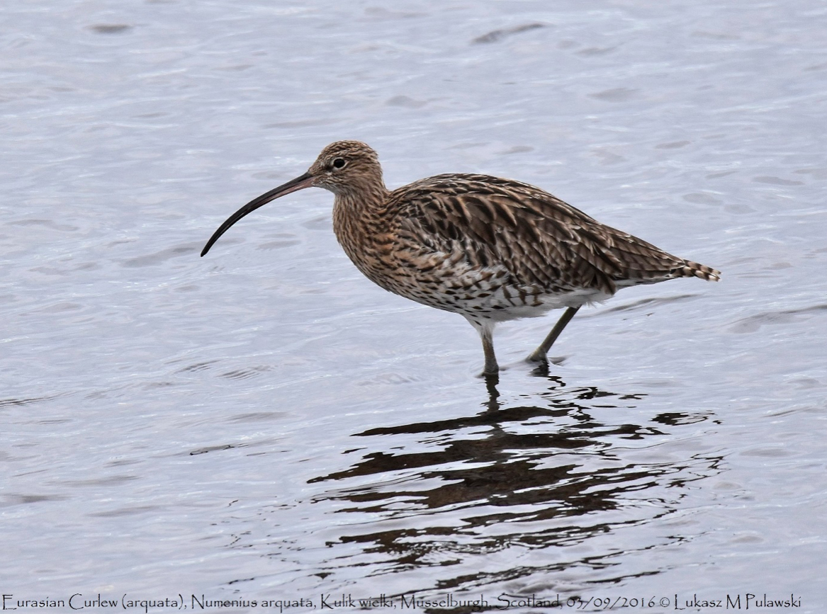 Curlew อีก๋อย Birdwatching ดูนก