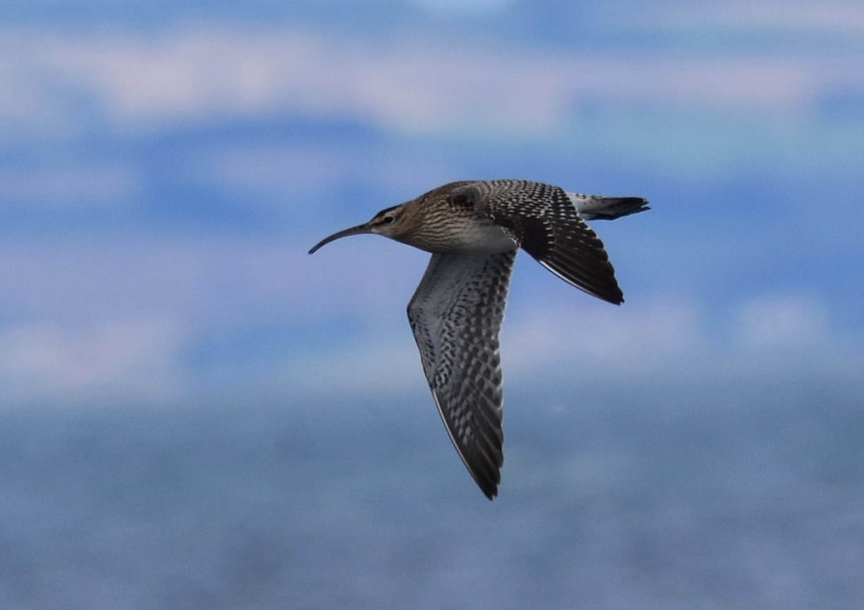 ฺBirdwatching ดูนก อีก๋อยเล็ก Whimbrel